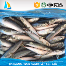 frozen 300/500 pacific mackerel